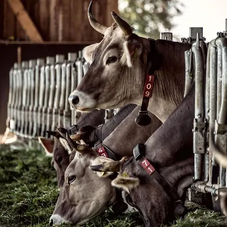 Bio-hotel Adler/restaurant 3*