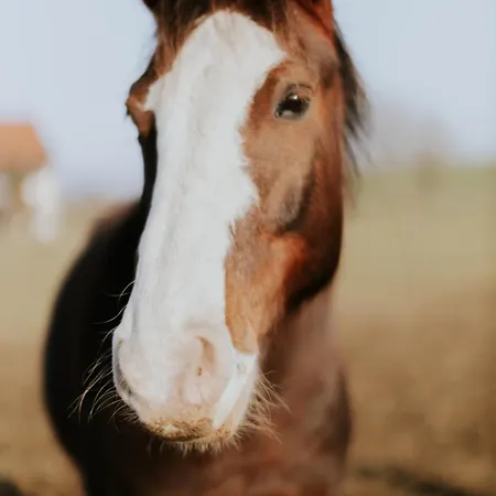 Bio-hotel Adler/restaurant Hotel Vogt