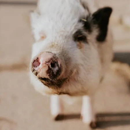 Bio-hotel Adler/restaurant