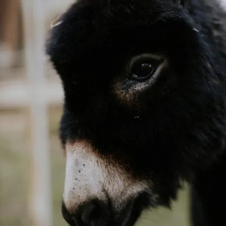 Bio-hotel Adler/restaurant Vogt