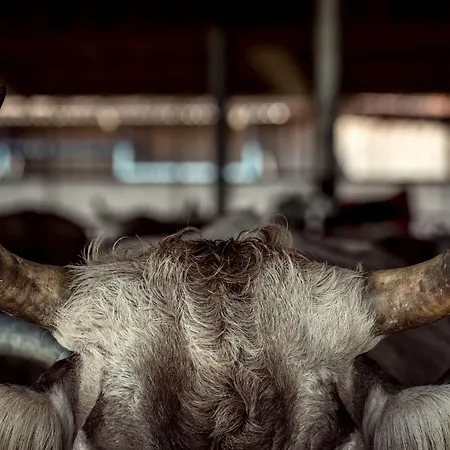 Bio-hotel Adler/restaurant