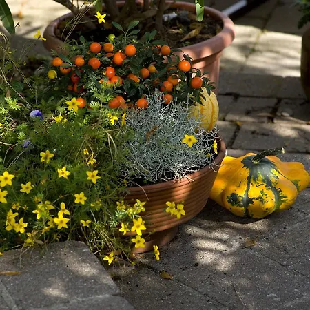 Bio-hotel Adler/restaurant 3* Vogt