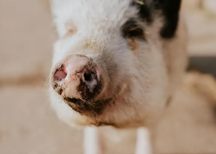 Bio-hotel Adler/restaurant