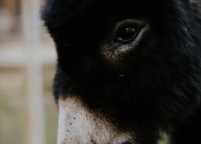 Bio-hotel Adler/restaurant Vogt